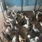 صيصان عمر 6 شهور