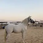 حصان جزيري واهو سعودي لأصل والمنشأ