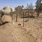 ناقه ضريبه نظيف شبب