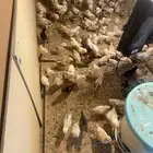 صوص دجاج عمره 20 يوم العدد 113 جوز العدد الكلي226حبه