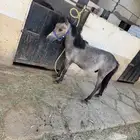 سيسي للبيع
