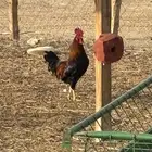 ديك عربي فري