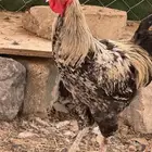 ديوك