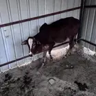 حسيل العمر سنه