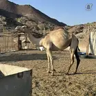 ناقه