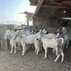 معزا مصريات فاخره