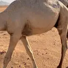 قعود قصب