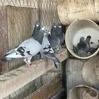 حمام زاجل