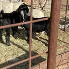 البيع العمر ثلاث شهور