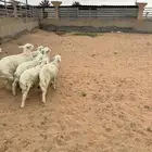 حري