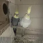 زوجين كروان منتجين