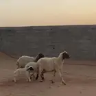 شياه مواليد
