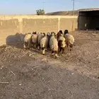 بهم فطايم