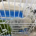 طير روز انتاج