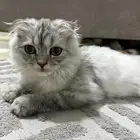 سكوتش للبيع   عمره 5 شهور تقريبا