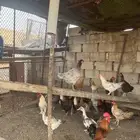 دجاج للبيع