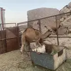 قعود للبيع