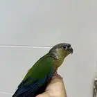 بغبغاء كنيور