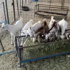 تيوس بيشيه