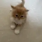 قطط