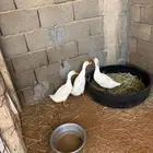 دجاج براهما وبلدي وصوص للبيع