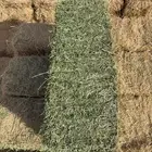 برسيم صافي