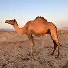 ناقه مموت جده عسفان