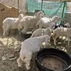 رخال حريه