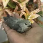 فروخ روز البينو ( تم البيع )