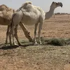 للبيع لقحه رمانيه