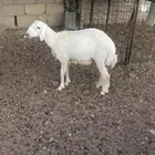 خرفان للبيع