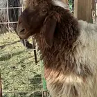 بهم نعمي العدد 2 خروف صافي