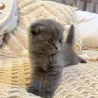 قطط سكوتش فولد بيور شورت هير