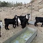 جنوب الطايف