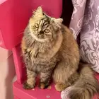للتبني