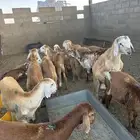سواكني