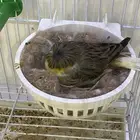 انثى جولستر تحتها بيضة