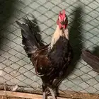 دجاج وديوك للبيع