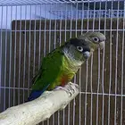 حوز كنيور جاهز