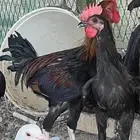 ديوك دجاج بلدي نوعية حلوه