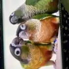 كنيور اناناس