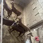 بهم اعمارهم من اربعه وخمسه شهور دهم محايليه