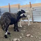 غنم صنف تم البيع