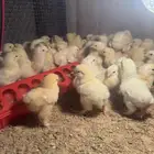 تفقيس صيصان