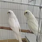اناثي عواشق هولندية