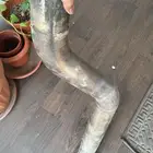 شخمار شفر ليت كومارو 2018