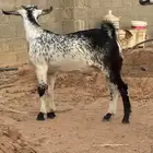 تيوس جنوبيه للمندي لباني