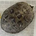 سلحفاة كبيرة للبيع