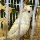 ببغاء باجي البينو