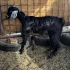 للبيع تيس وجفره ثنيه شرط سمان